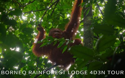 Danum Valley 4D3N Tour: Borneo Rainforest Lodge Guide & Review